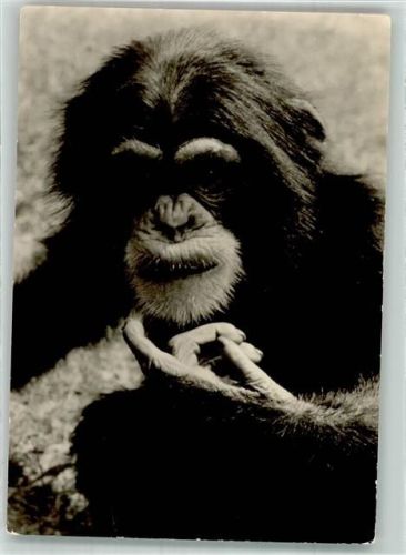 Rostock Junger Schimpanse Zoo
