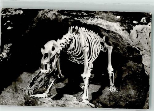 Pottenstein Teufelshöhle Skelett eines Höhlenbär