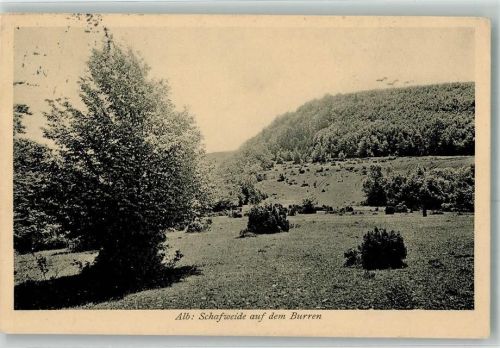 Gingen 1913 Schafweide au dem Burren Alb