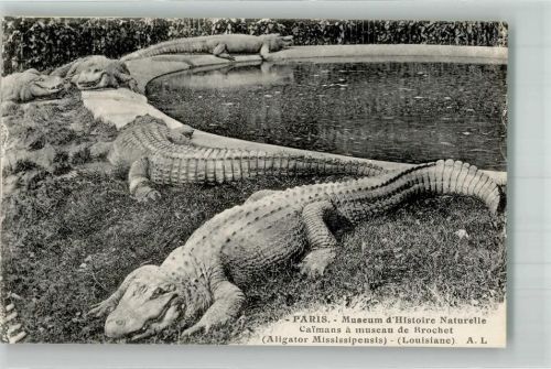 Paris Museum d`Histoire Naturelle Hechtschnautzenkaimane