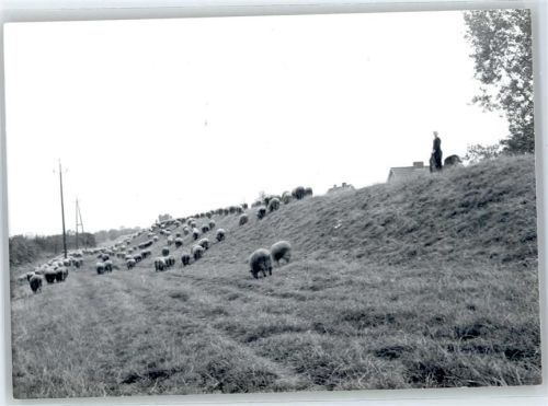 Drochtersen Schafherde, Fotoabzug