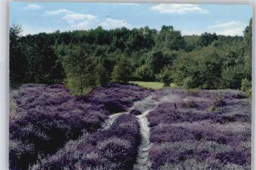 Wilsum Heidelandschaft