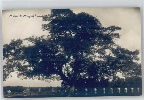 Arbol de Artigas