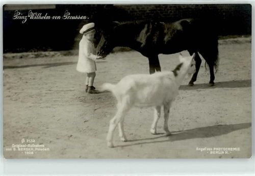 Pony Ziege