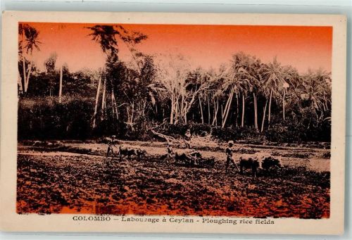 Colombo Labourage a Ceylan Ploughing rice fields