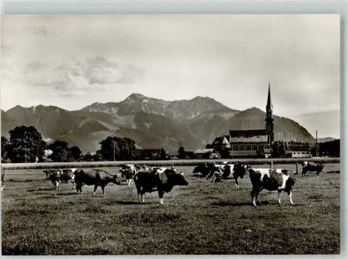 Übersee Weidende Rinder vor der Pfarrkirche St. Nikolaus mit dem Hochgern
