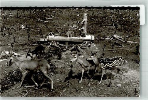 Amecke Wildpark Foto Original aus Archiv eines Ansichtskartenverlages