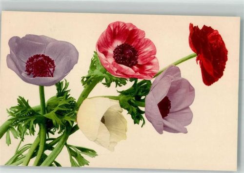 Anemonen Martin Rommel u. Co. 579