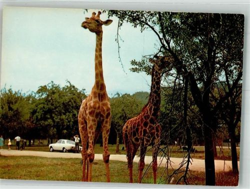 Groß-Gerau Safariland Giraffen