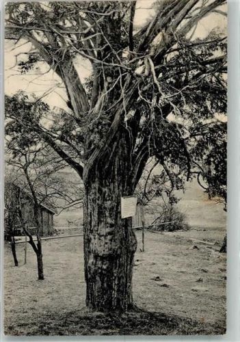 Hain 2000 jährige Eibe bei Krombach Fotograf Wagner
