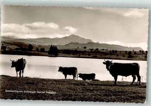 Sulzberg Weidende Rinder am Sulzberger See Fotograf Bischofberger