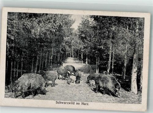 1919 Schwarzwild im Harz