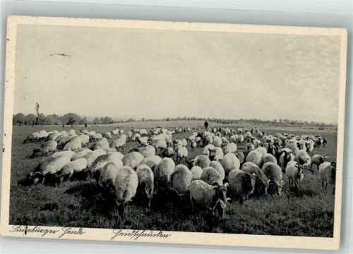 1943 Eine Herde Heidschnucken in der Lüneburger Heide