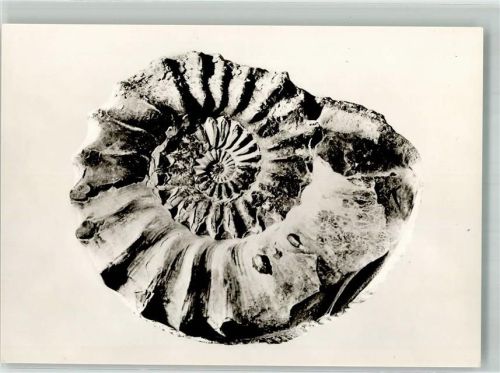 Frankfurt Ammonit a.d. Schwarzen Jura v. Unnersdorf bei Lichtenfels Natur Museum Senckenberg
