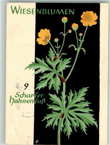 sign. Feuerstein Eine Butterblume oder Scharfer Hahnenfuß Wiesenblumen der Heimat Jugendherbergsgroschen