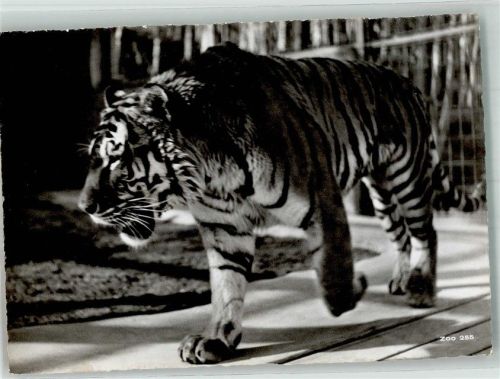 Zürich Zoo Sibirischer Tiger