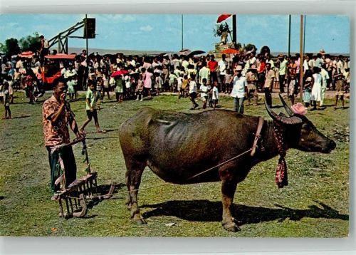 Manila Foto AK Carabao Festival in Angona