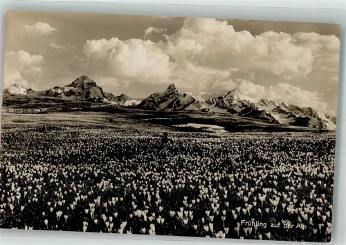 Frühling auf der Alp