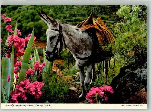 Ein sogenannter Burro zwischen bunten Blumen auf den Kanarischen Inseln Fotograf Ludwig