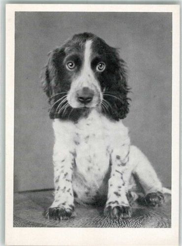 Hund Welpe