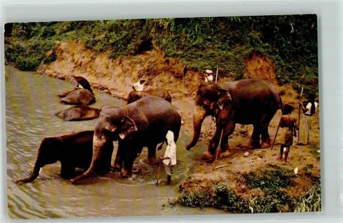 1963 Elephants going down to Bathe in Katugastota Ceylon Arbeitselefanten