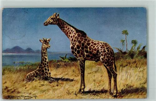 1906 Giraffe sign. Müller jun. München AK