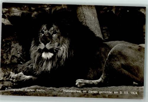 W1000 Berlin Mitte Verlag Zoo Berlin Mähnenlöwe im Garten gezüchtet AK Löwe 1924 Foto AK
