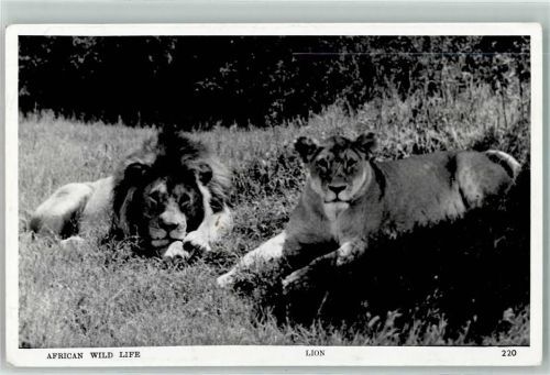 African Wild Life AK Löwe 1963 Foto AK