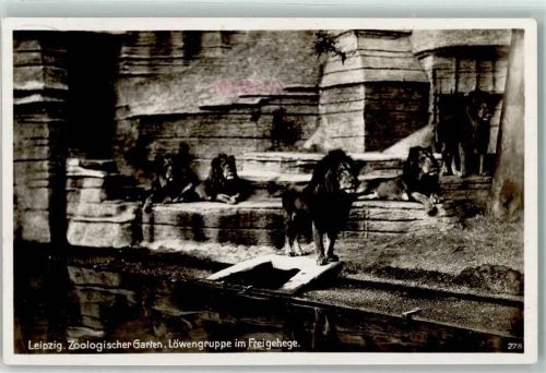 O7000 Leipzig Löwengruppe im Freigehege AK Löwe 1936 Foto AK