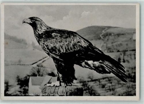 Berlebeck Adler-Warte Steinadler AK