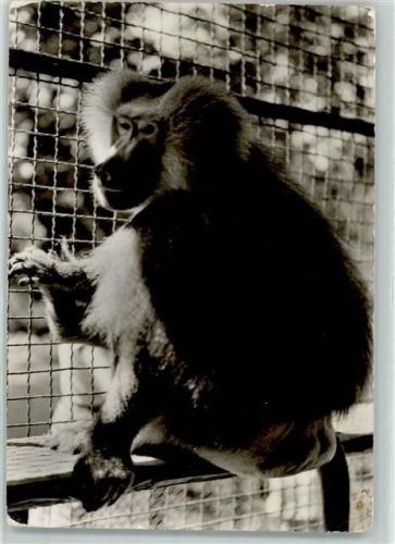 Landau Zoo Mantelpavian