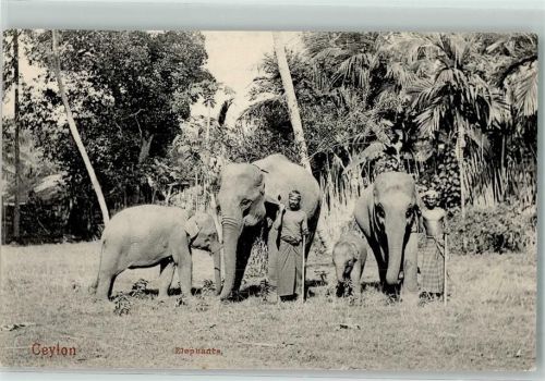 Ceylon Volkstypen AK