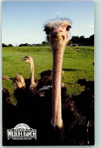 San Antonio Wildlife Ranch Ostrich Strauß