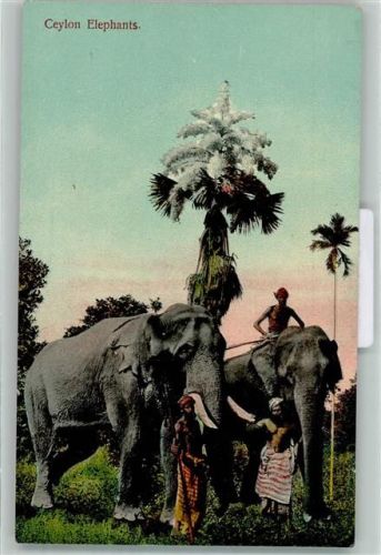Colombo Ceylon Elephants AK