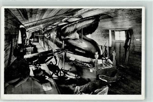 1942 Riesenwalfisch Länge 23,5 m Ausstellung