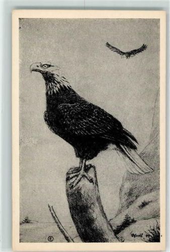 Weißkopfseeadler sign.