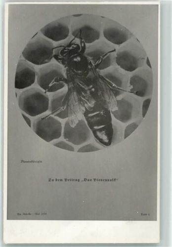 Zu dem Beitrag Das Bienenvolk Bienenkönigin