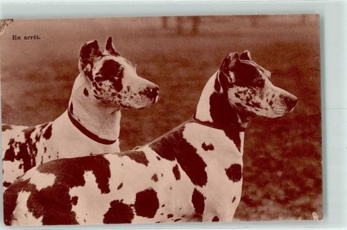 Harlekin Dogge