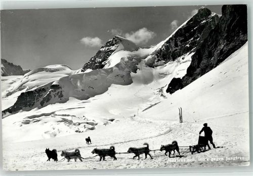 Polarhunde Jungfraujoch