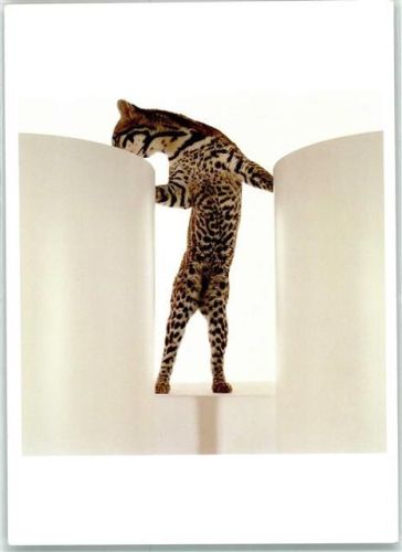 Lausanne Ocelot A new Vision of Endangered Wildlife von James Balog Museum Elysee
