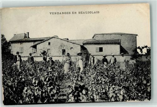 Vendanges en Beaujolais Weinlese Beruf AK