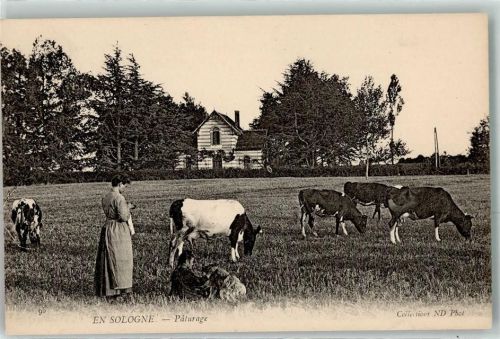 Tour-en-Sologne Frau Kühe