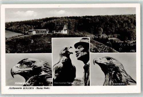 Berlebeck Adlerwarte Kaiseradler Steinadler Terzel