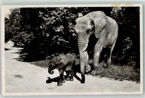 München Elefanten Matadi und Adam Tierpark Hellabrunn