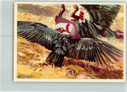 Geier Sanella Bilder Sammelwerk Mittel und Südamerika Nr.36
