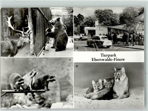 Finow Tierpark Damhirsch Braunbär Waschbären Puma mit Jungtiere