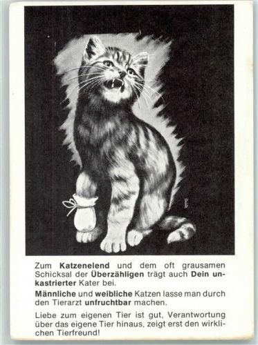 München Katze