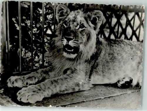 Rostock Junger Löwe Zoologischer Garten Foto Seifert