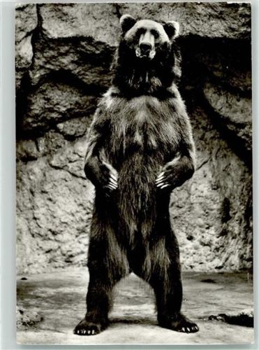 Kodiakbär Tierkalender 1979