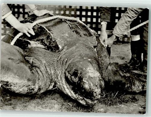Lederschildkröte Museum für Meereskunde u. Ficherei Foto Stroh
